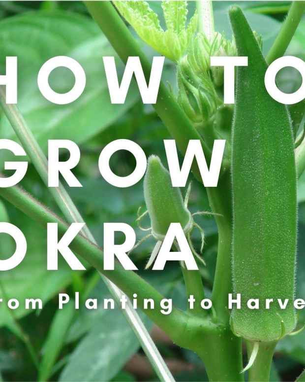 A Comprehensive Guide to Growing Okra Dengarden