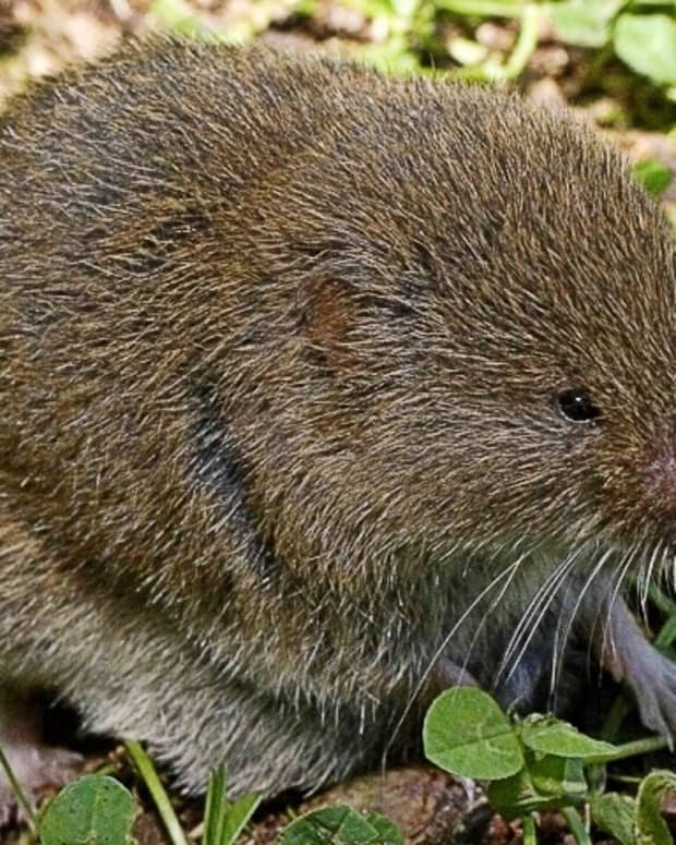 facts-about-creeping-voles-and-their-unusual-chromosomes