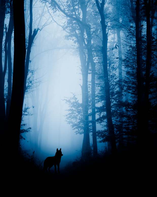 the-wolf-in-the-forest