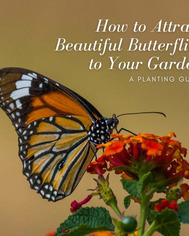 How to Attract Monarch Butterflies to Your Garden: Grow Milkweed ...