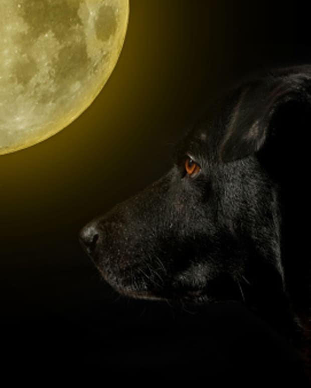 8-superstitions-about-dogs