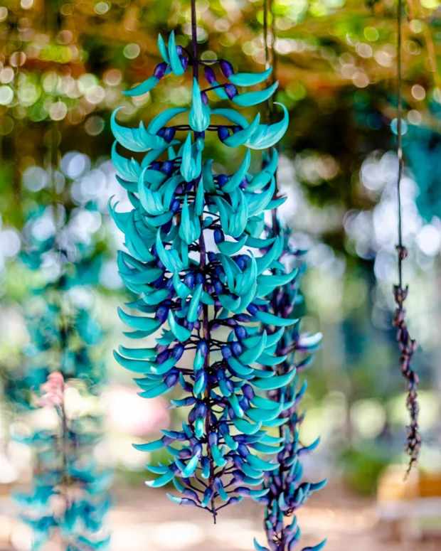 12-flower-from-the-philippines-the-most-beautiful-in-the-world