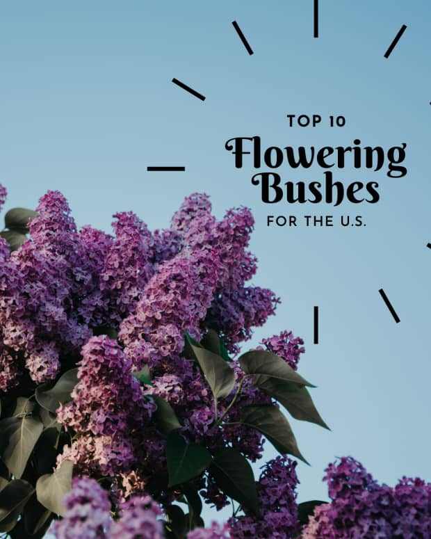 flowering-shrubs-and-bushes