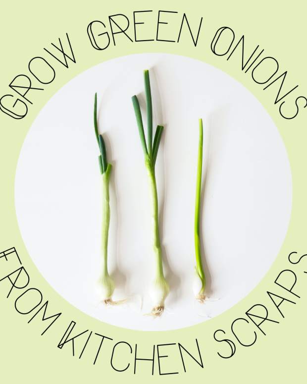 Tips for Growing Winter Onions - Dengarden