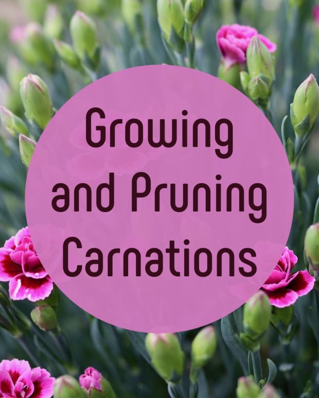 How to Care for Gardenias Dengarden