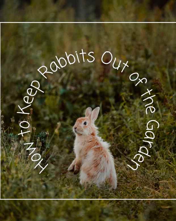 12 Effective Ways to Get Rid of Groundhogs for Good Dengarden