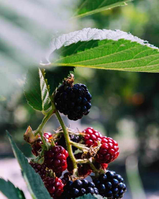 how-to-prune-blackberries