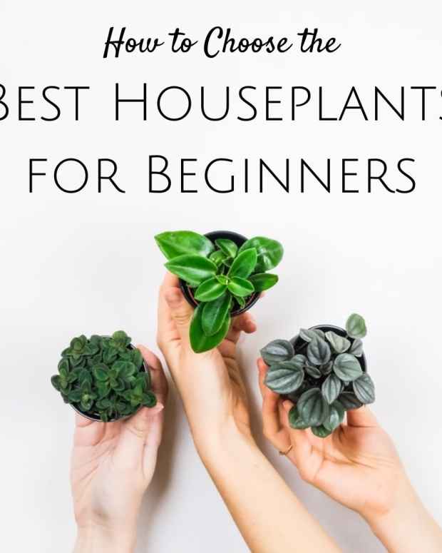 How to Plant and Grow Oriental Lilies Dengarden