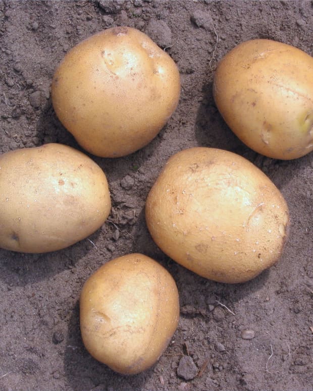 ireland-forgoes-the-irish-potato-in-favor-of-sustainability