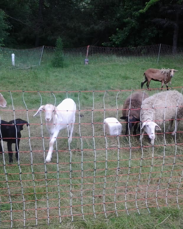 using-an-electric-net-fence-to-contain-livestock