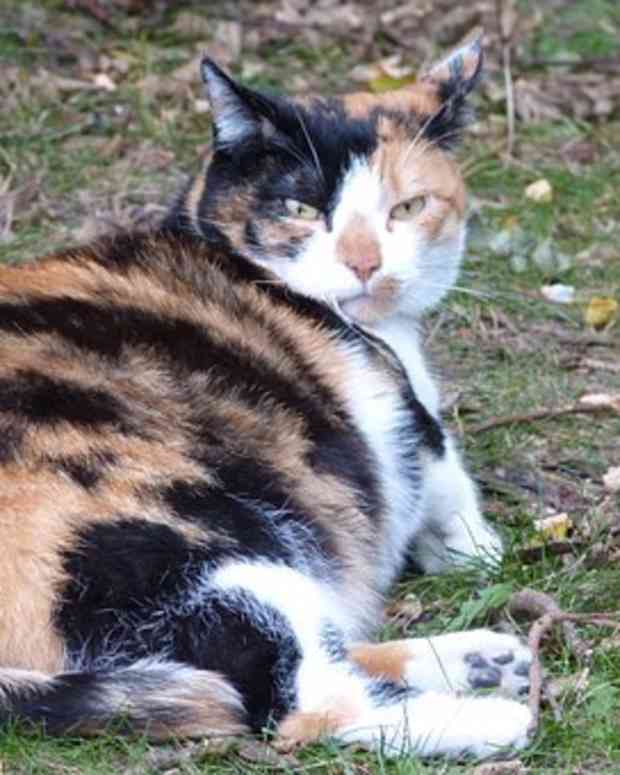 how-long-are-cats-pregnant