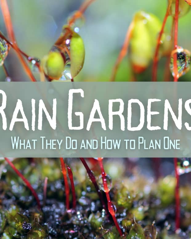 how-to-make-a-rain-garden-good-for-the-earth