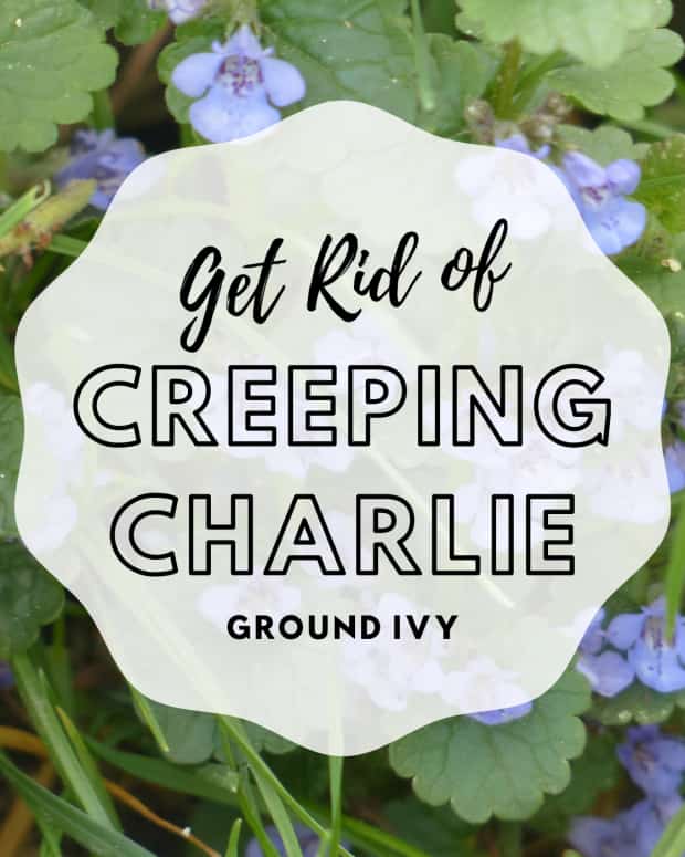 Maggot Facts Where They Come From and How to Get Rid of Them Dengarden