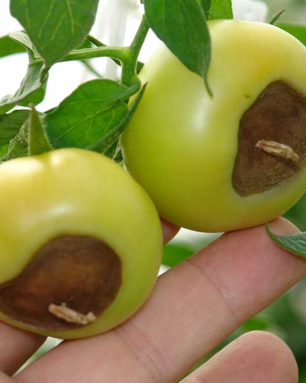 How to Get the Highest Yield and Best Flavor From Tomatoes Dengarden
