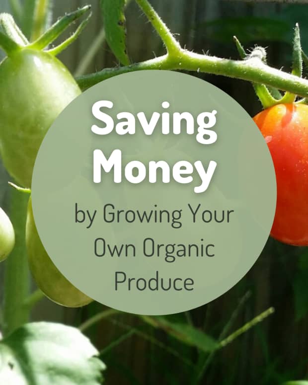 How to Design a Garden on a Budget Top MoneySaving Tips Dengarden