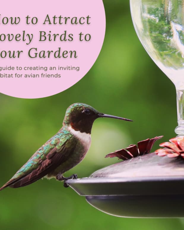 Tips And Tricks For Attracting Birds To Your Yard - Dengarden