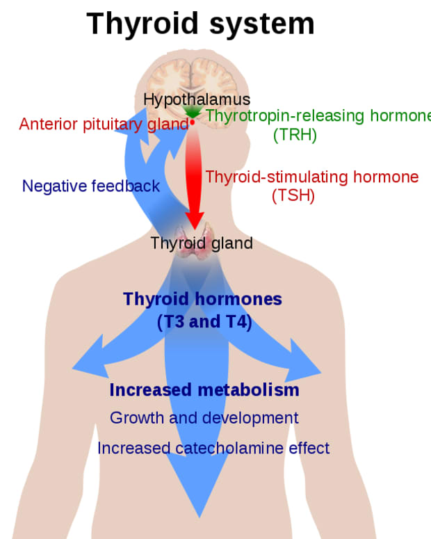 thyroid-problems-and-treatments