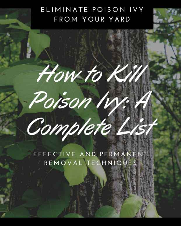 How to Use Vinegar to Kill Weeds Dengarden