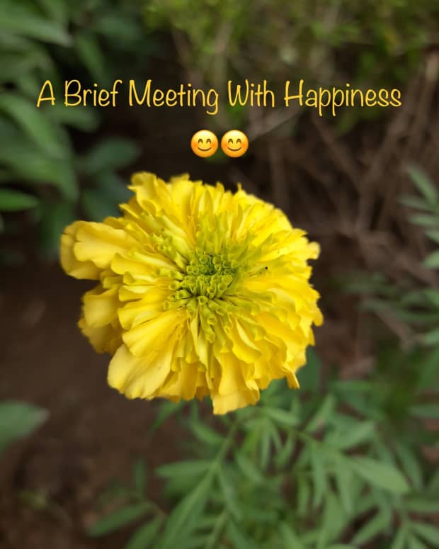 a-brief-meeting-with-happinesspoem