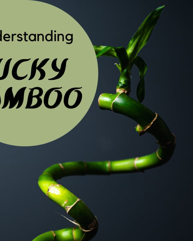 what-is-lucky-bamboo-facts-about-lucky-bamboo