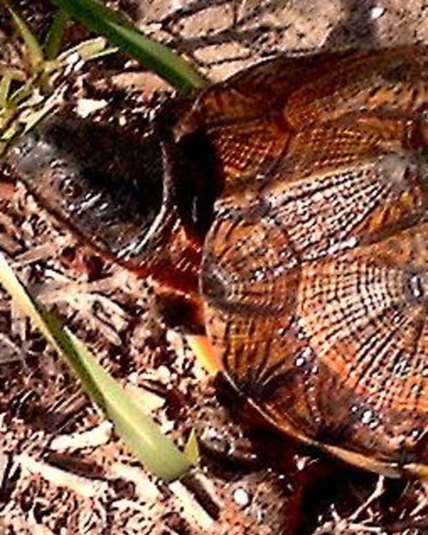 the-american-wood-turtle-could-be-the-most-intelligent-of-all-turtles