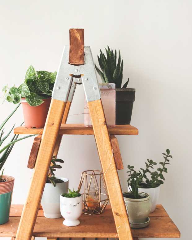 6-steps-to-indoor-plants-success