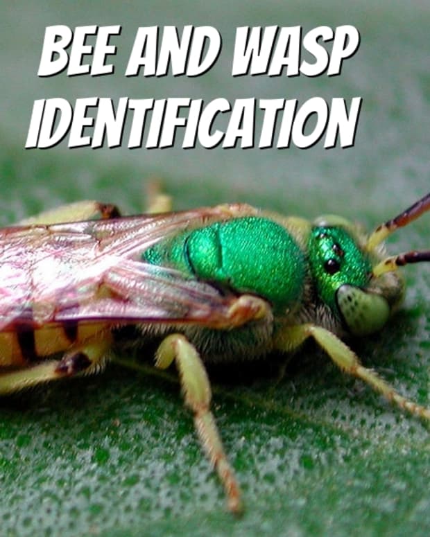 bee-and-wasp-identification