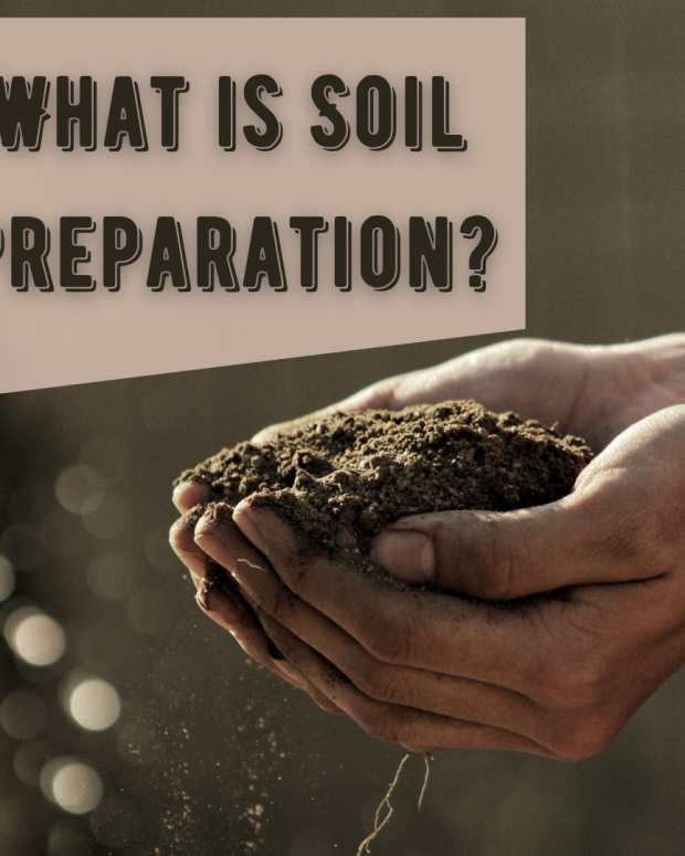 How to Reuse Potting Soil Safely Dengarden