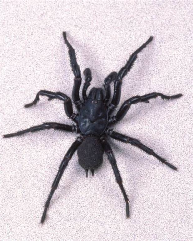 most-venomous-and-toxic-spider-species-in-the-world