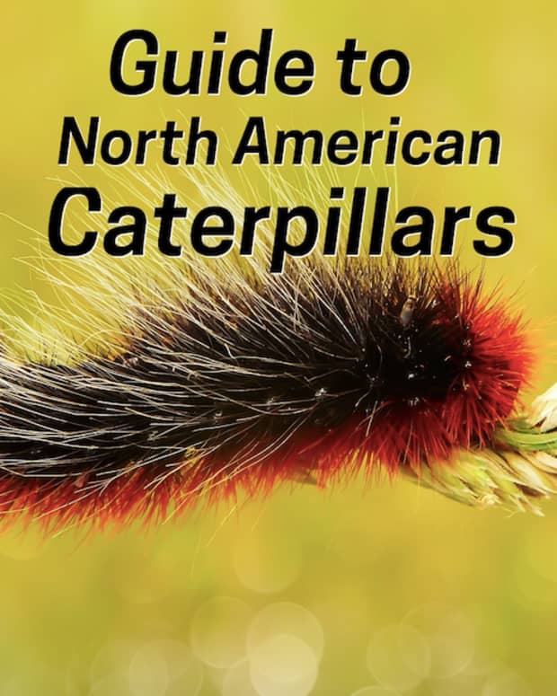 caterpillar-identification