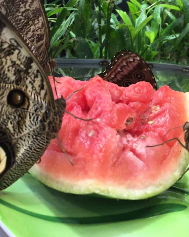 How to Attract Butterflies to Your Garden With Both Plants and Fruit Dengarden