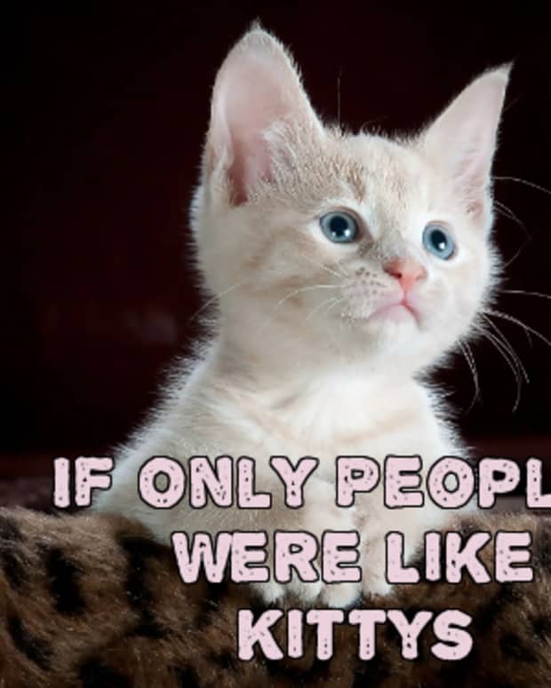 if-only-people-were-like-kittys