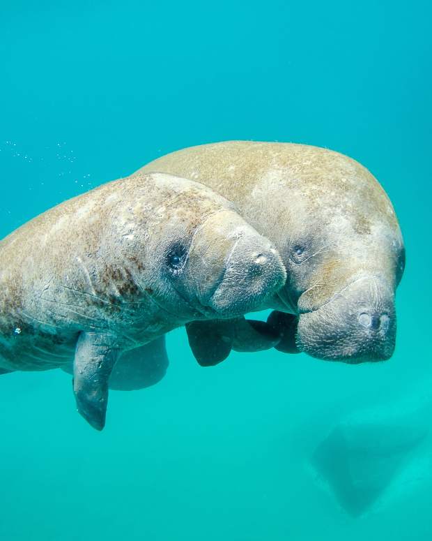manatee-species-facts-and-problems-intriguing-sea-cows