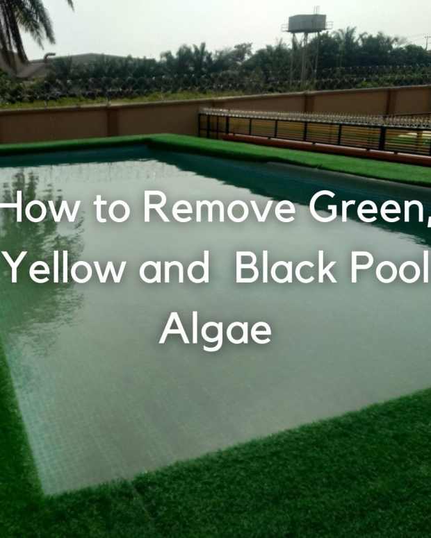 Green Swimming Pool Help How to Clean & Get Rid of Algae Dengarden