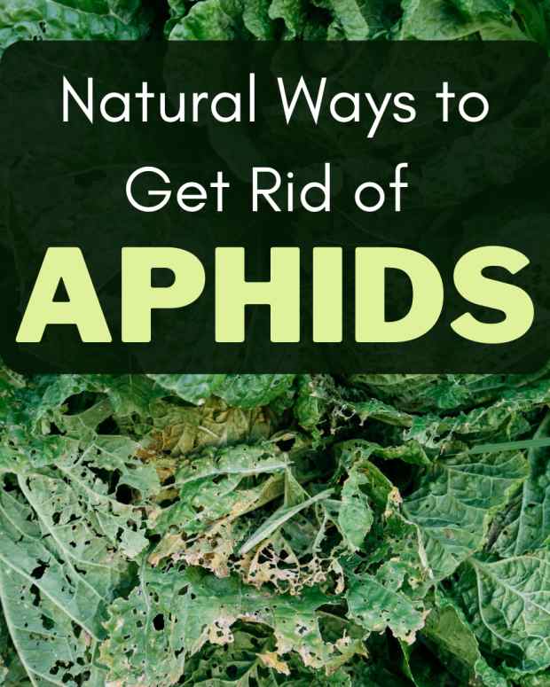 How Do You Get Rid of Raccoons? Tips and Tales of Raccoons and Cats