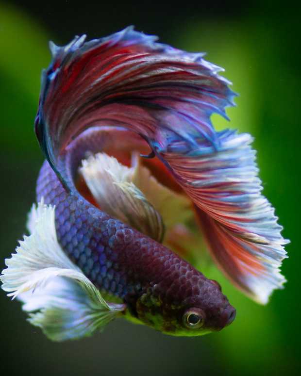 13 Safe and Compatible Betta Fish Tank Mates PetHelpful