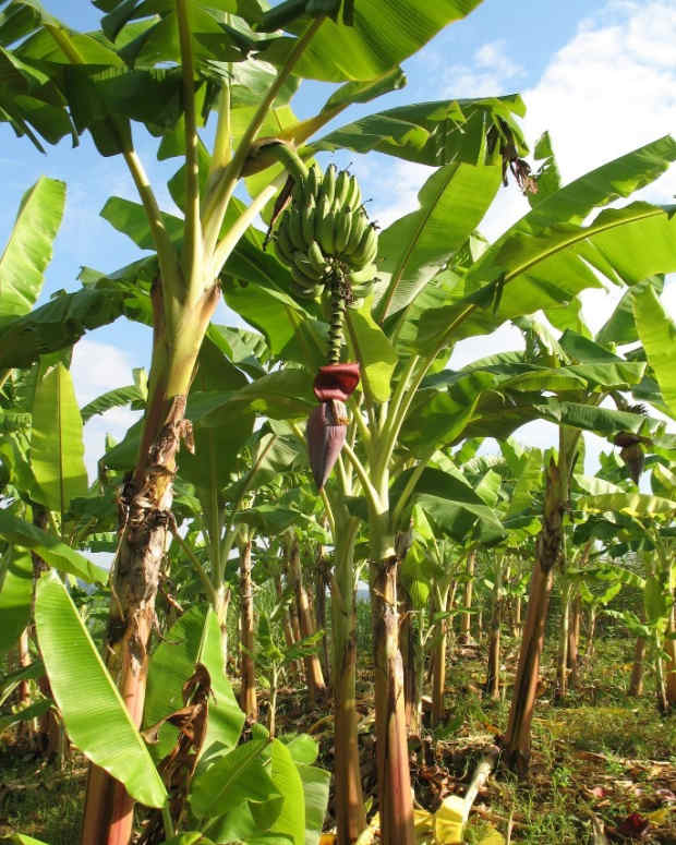 Vanilla Ice Cream Recipe 3 Of The Best Ice Cream Makers Hubpages