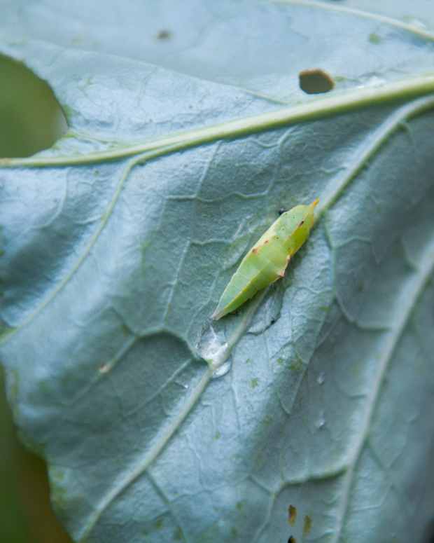 How Do You Get Rid of Raccoons? Tips and Tales of Raccoons and Cats