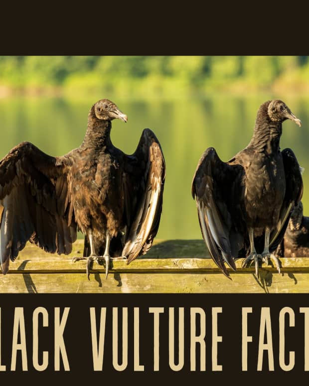 facts-about-black-vultures