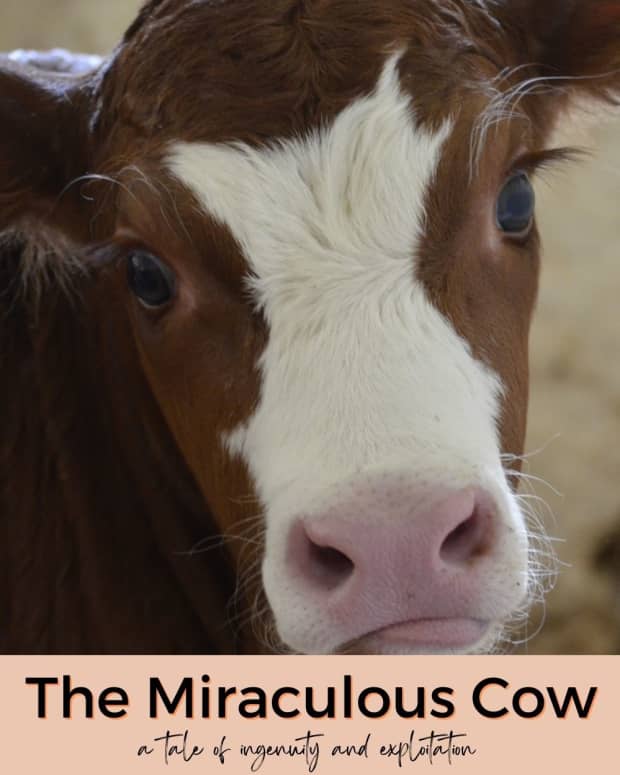 traditional-filipino-folk-tale-the-miraculous-cow