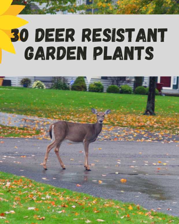 Keep Deer Away From Your Plants and Garden (Without Building a Fence
