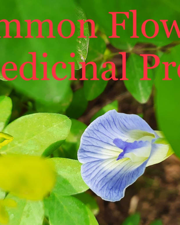 7-common-flowers-with-health-benefits