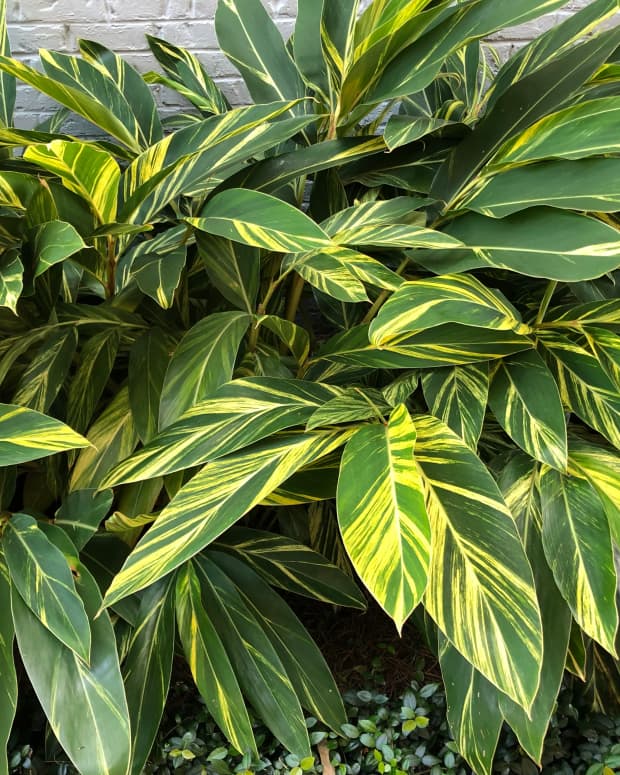 how-to-prune-variegated-ginger