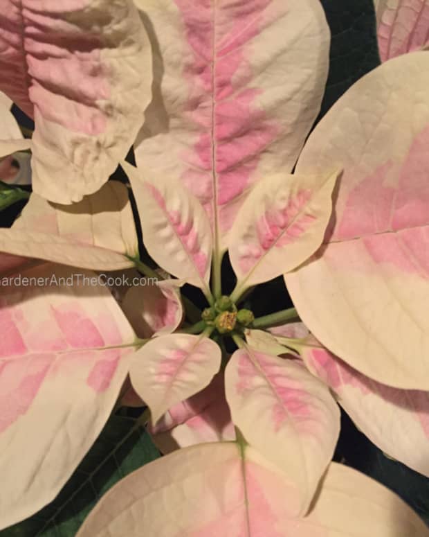 growing-and-caring-for-poinsettia