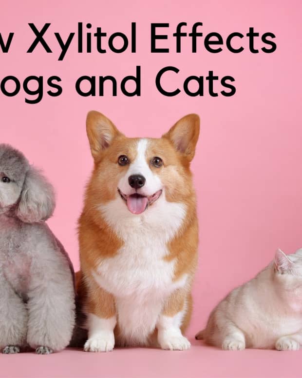 all-about-xylitol-poisoning-in-pets