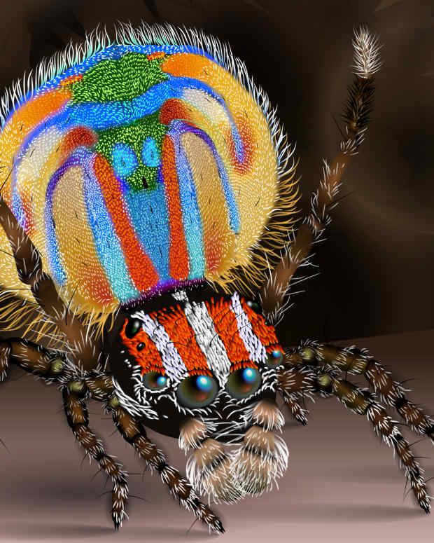 most-beautiful-animals-in-the-world