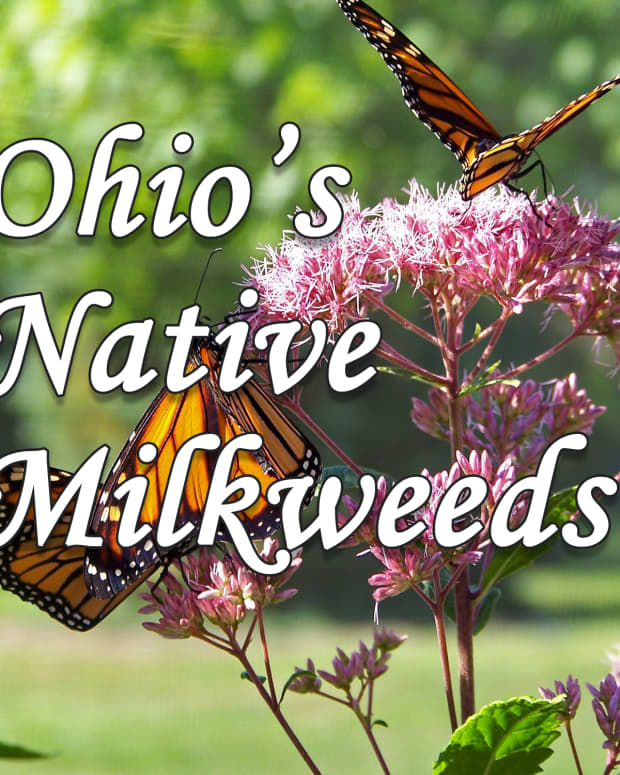 a-guide-to-ohios-13-native-milkweed-species