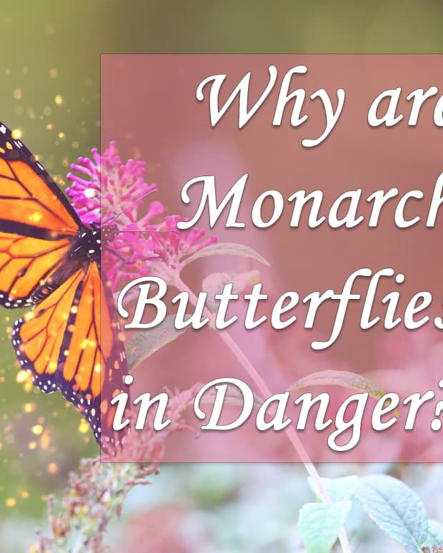 why-are-monarch-butterflies-in-danger