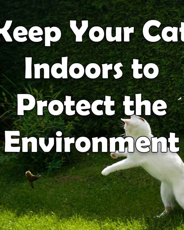 keep-your-cat-indoors-to-protect-the-environment