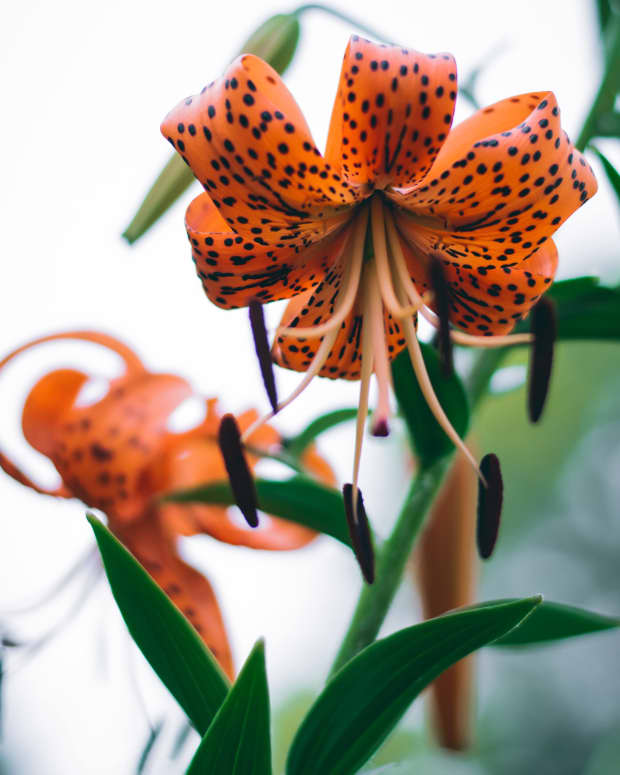 how-to-propagate-tiger-lilies-from-bulbils